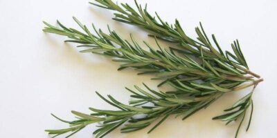 Rosemary Plant: The Brain-Boosting Herb You’ll Love