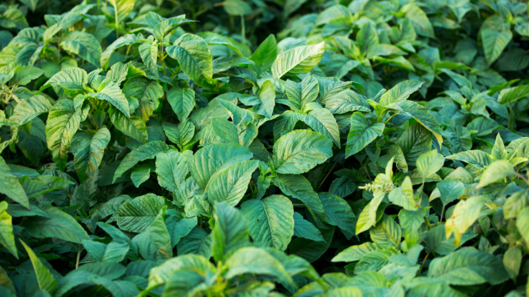 Health Benefits of Callaloo You Should Know