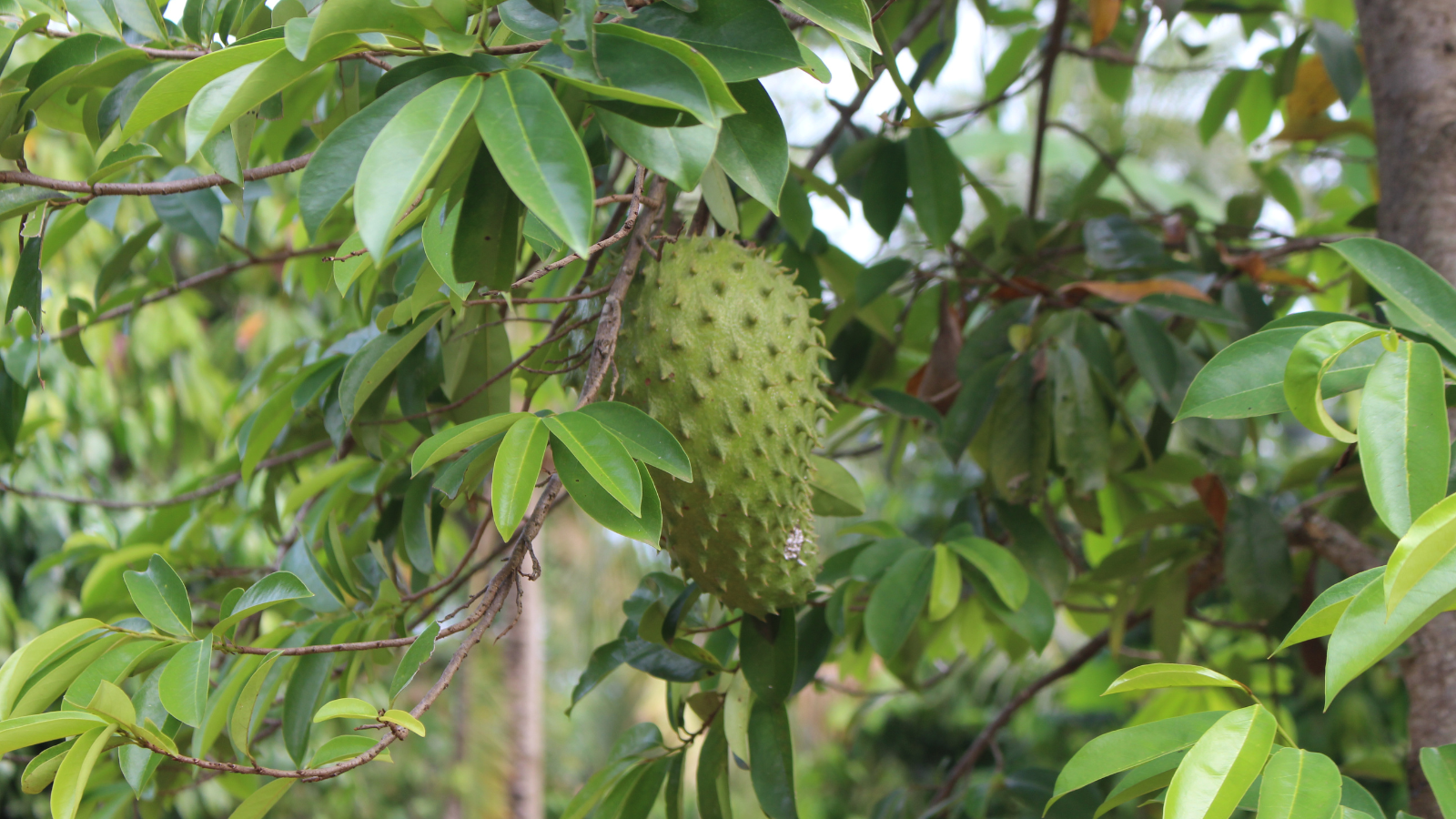 Soursop leaf - Queen Gee's World