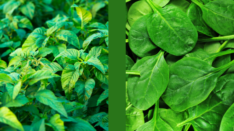 Callaloo and Spinach: The Health Benefits of Two Superfoods