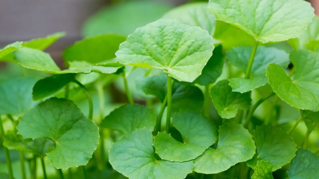 Gotu kola