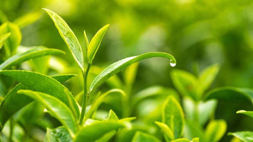 green tea leaves