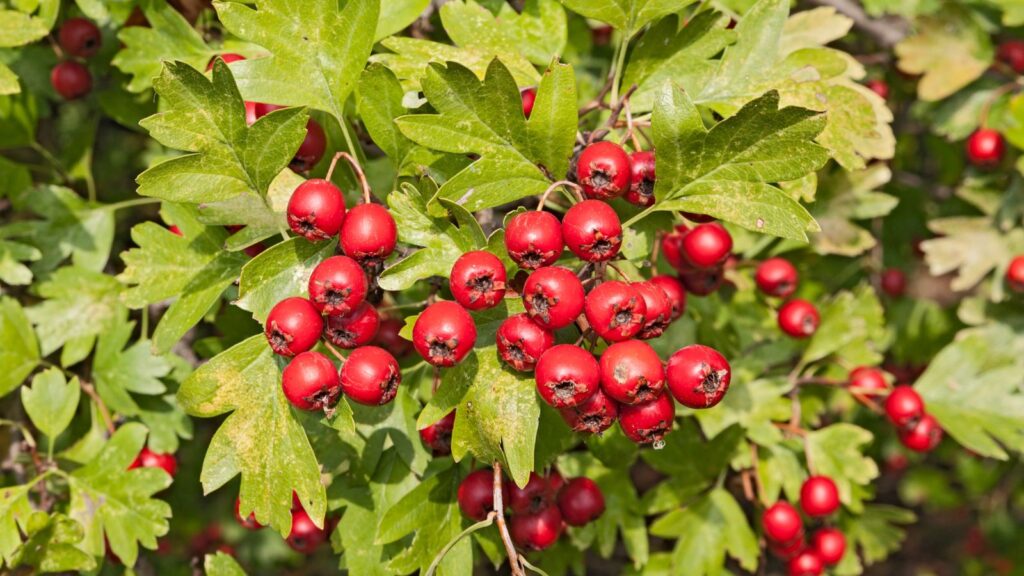 Hawthorn berries