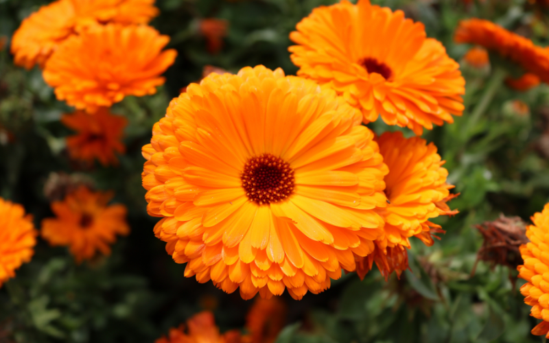 Calendula - Marigold