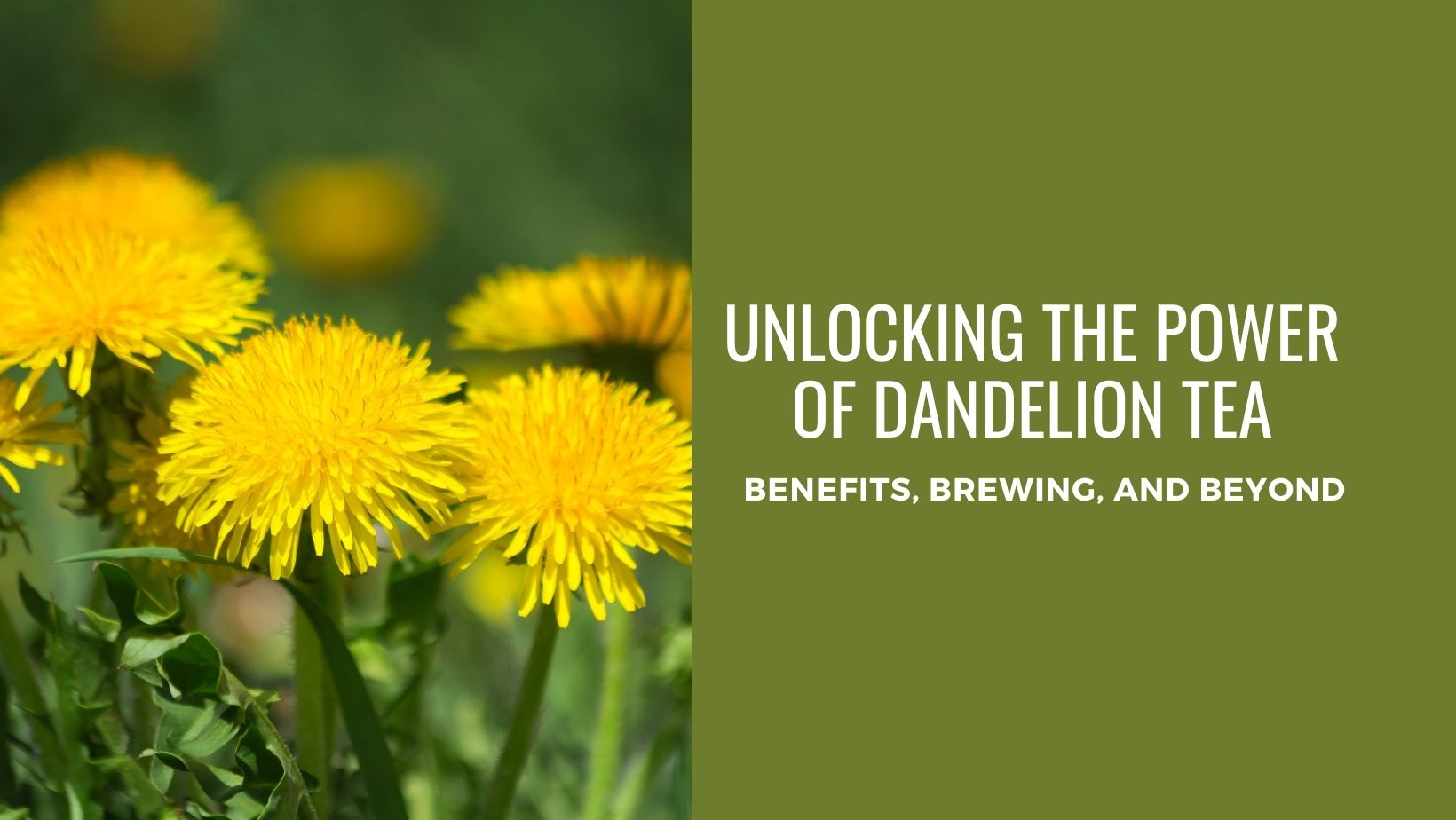Dandelion Tea - Benefits, Brewing, and Beyond