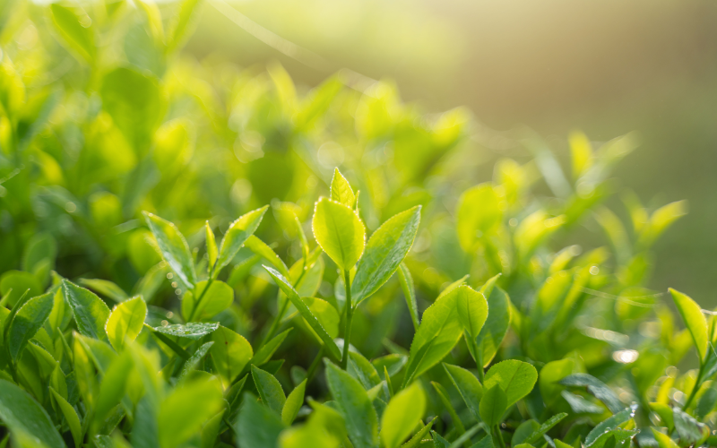 Green Tea organic herbs