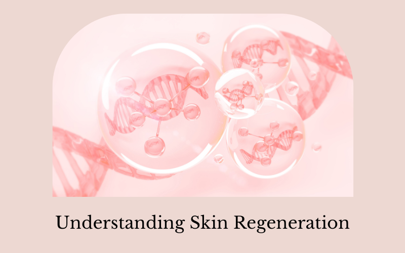 Understanding Skin Regeneration