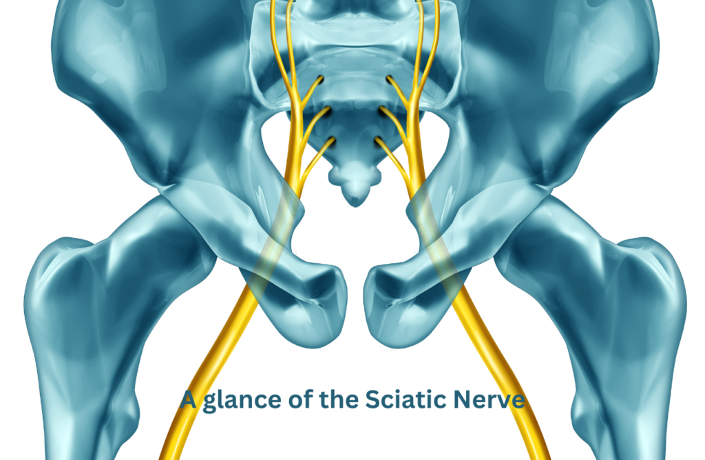 The Sciatic Nerve