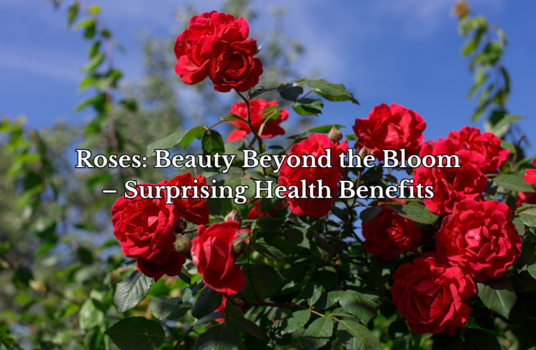 Roses Beauty Beyond the Bloom – Surprising Health Benefits